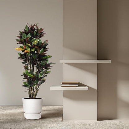 Codiaeum Mrs Iceton vertakt 3 - LushLeaf | Online planten bestellen