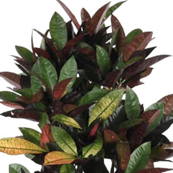 Codiaeum Mrs Iceton vertakt 2 - LushLeaf | Online planten bestellen