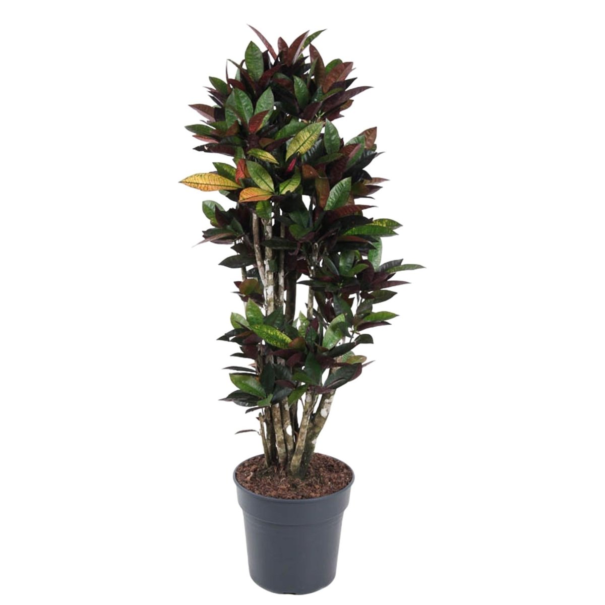 Codiaeum Mrs Iceton vertakt 1 - LushLeaf | Online planten bestellen