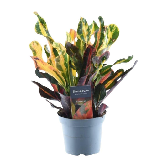 Codiaeum variegatum Mammi 1 - LushLeaf | Online planten bestellen