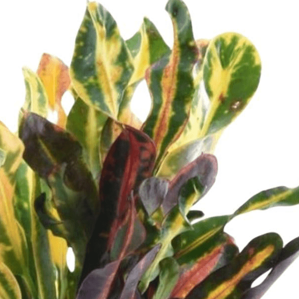 Codiaeum variegatum Mammi 2 - LushLeaf | Online planten bestellen