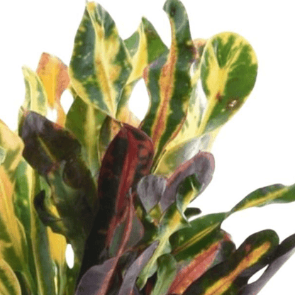 Codiaeum variegatum Mammi 2 - LushLeaf | Online planten bestellen