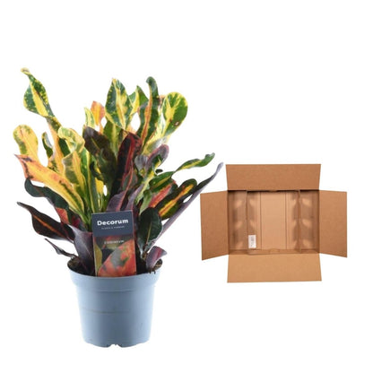 Codiaeum variegatum Mammi 5 - LushLeaf | Online planten bestellen