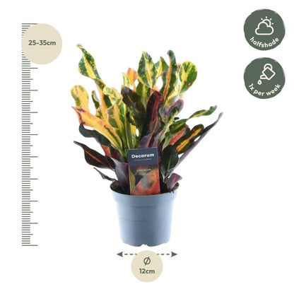Codiaeum variegatum Mammi 4 - LushLeaf | Online planten bestellen