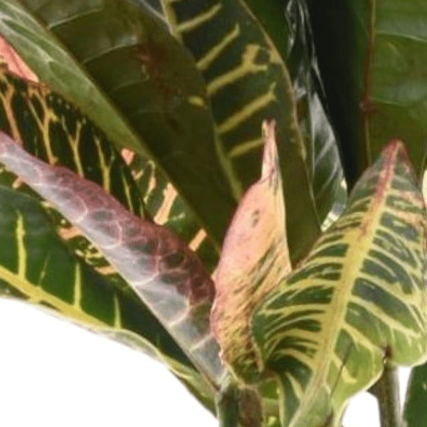 Codiaeum variegatum Petra 2 - LushLeaf | Online planten bestellen