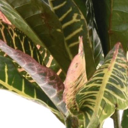 Codiaeum variegatum Petra 2 - LushLeaf | Online planten bestellen