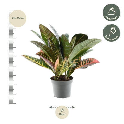 Codiaeum variegatum Petra 4 - LushLeaf | Online planten bestellen