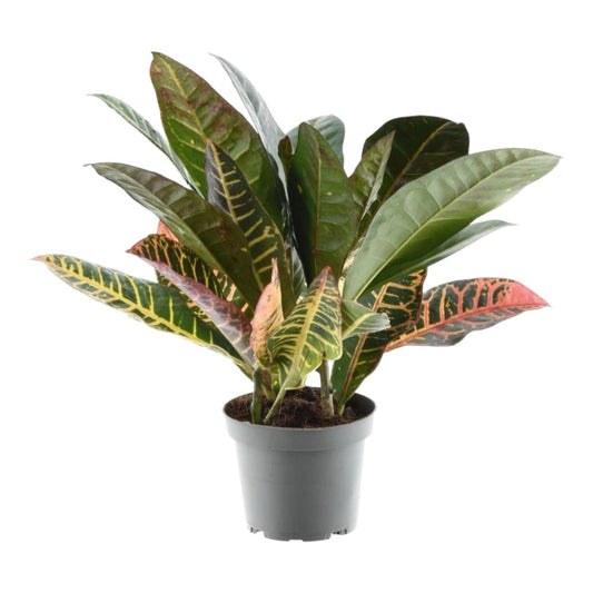 Codiaeum variegatum Petra 1 - LushLeaf | Online planten bestellen