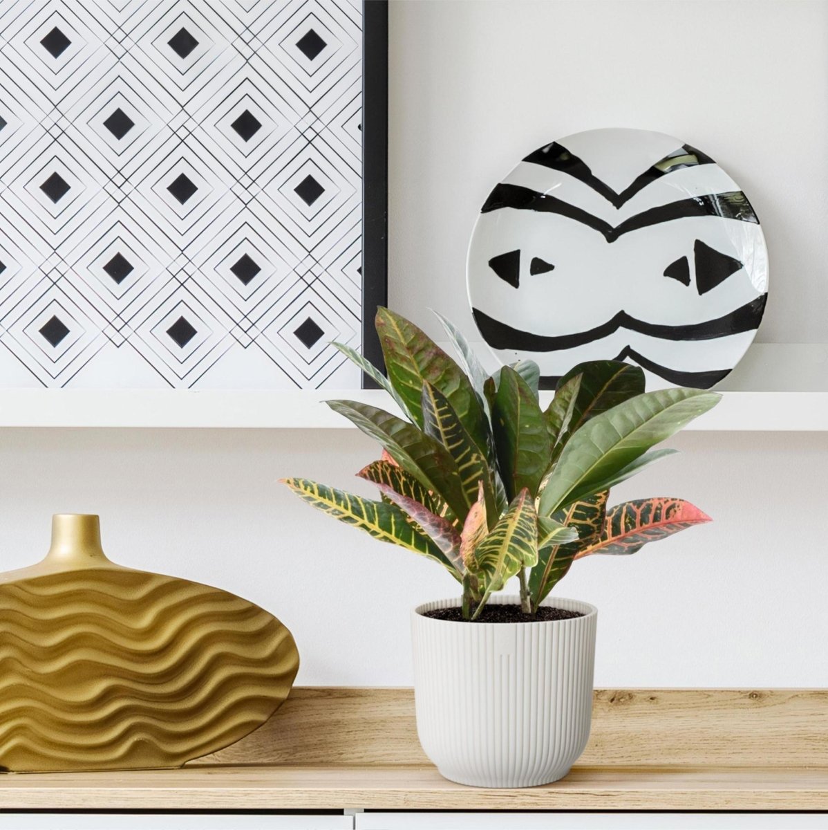 Codiaeum variegatum Petra 3 - LushLeaf | Online planten bestellen