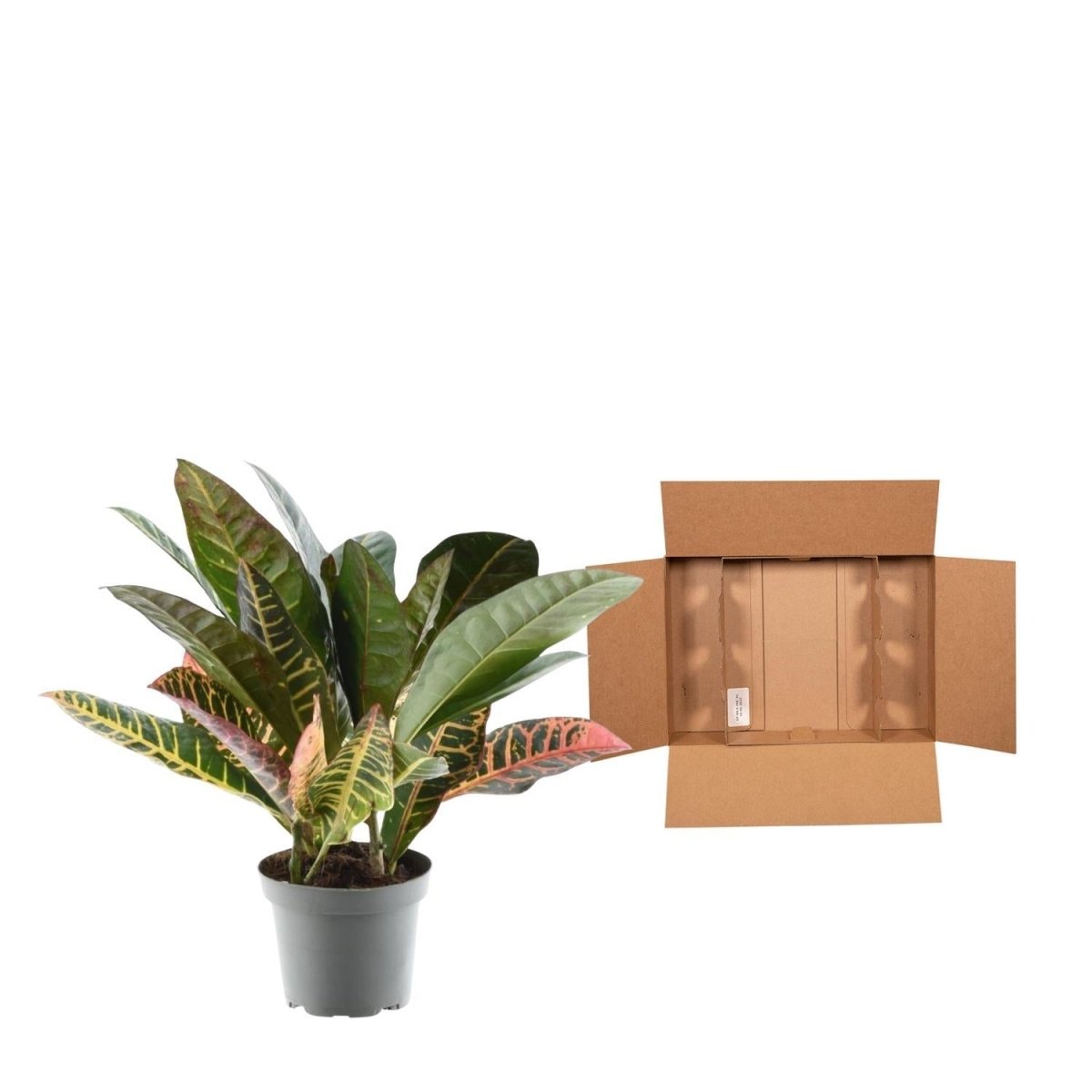 Codiaeum variegatum Petra 5 - LushLeaf | Online planten bestellen