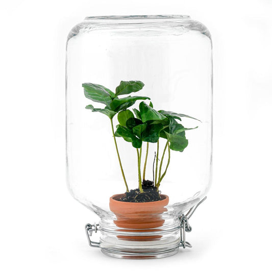 Coffea Arabica | Easyplant 1 - LushLeaf | Online planten bestellen
