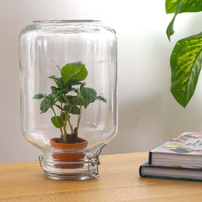 Coffea Arabica | Easyplant 3 - LushLeaf | Online planten bestellen