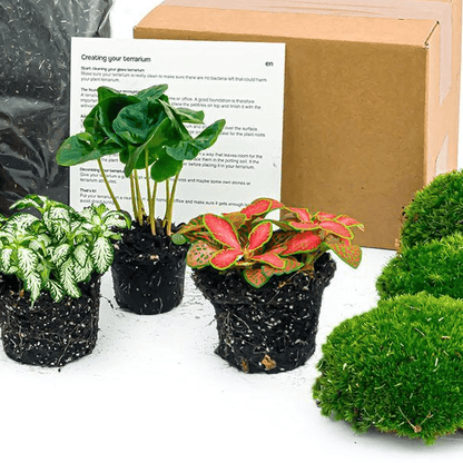 Coffea Arabica - Planten terrarium pakket - Navulling & Startpakket | DIY 2 - LushLeaf | Online planten bestellen