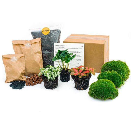 Coffea Arabica - Planten terrarium pakket - Navulling & Startpakket | DIY 1 - LushLeaf | Online planten bestellen
