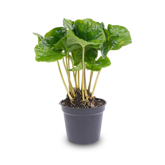Coffea Arabica | Terrarium plant 1 - LushLeaf | Online planten bestellen