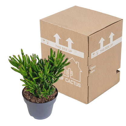 Crassula gollum 3 - LushLeaf | Online planten bestellen