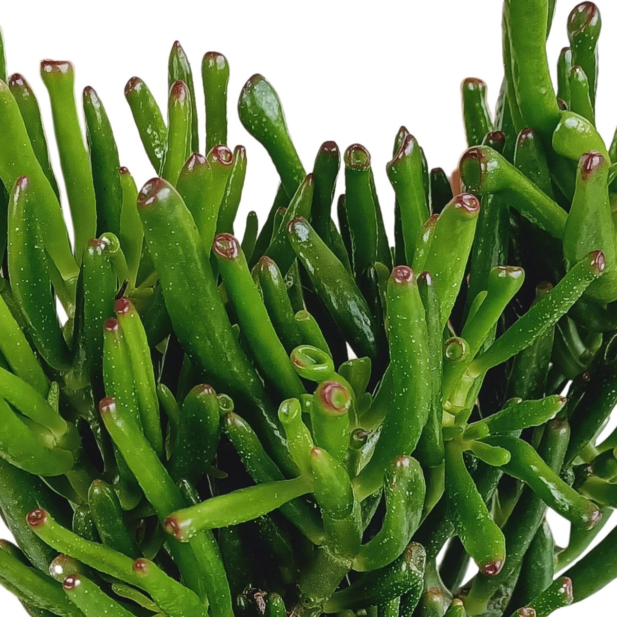 Crassula gollum 2 - LushLeaf | Online planten bestellen