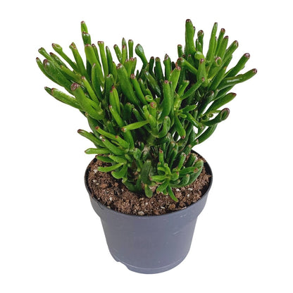 Crassula gollum 1 - LushLeaf | Online planten bestellen