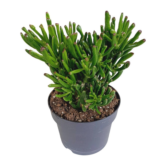 Crassula gollum 1 - LushLeaf | Online planten bestellen