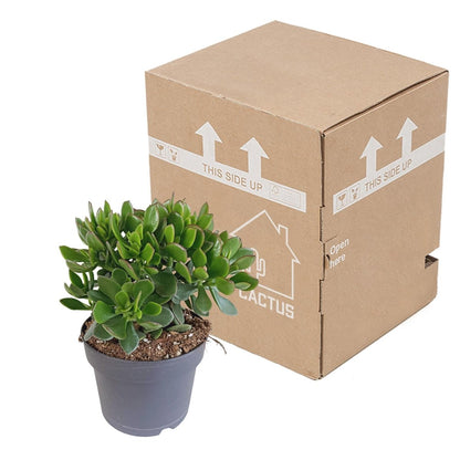 Crassula minova 3 - LushLeaf | Online planten bestellen
