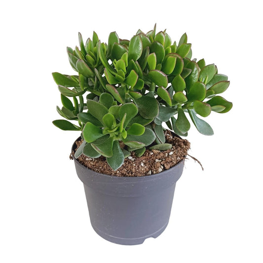 Crassula minova 1 - LushLeaf | Online planten bestellen