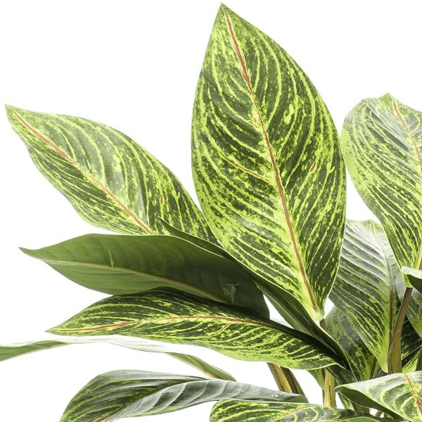 Croton Codiaeum - Wonderstruik | Kunstplant 2 - LushLeaf | Online planten bestellen