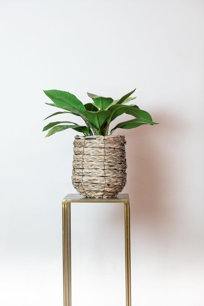 Croton Codiaeum - Wonderstruik | Kunstplant 3 - LushLeaf | Online planten bestellen