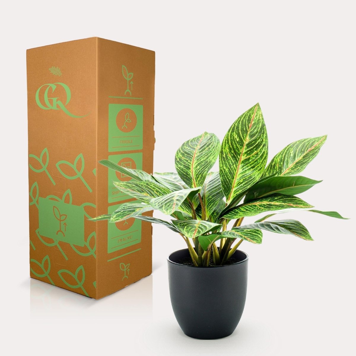 Croton Codiaeum - Wonderstruik | Kunstplant 4 - LushLeaf | Online planten bestellen