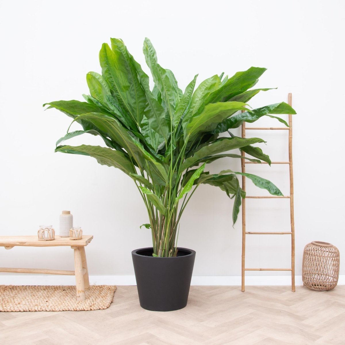 Cyclanthus Bipartitus 3 - LushLeaf | Online planten bestellen