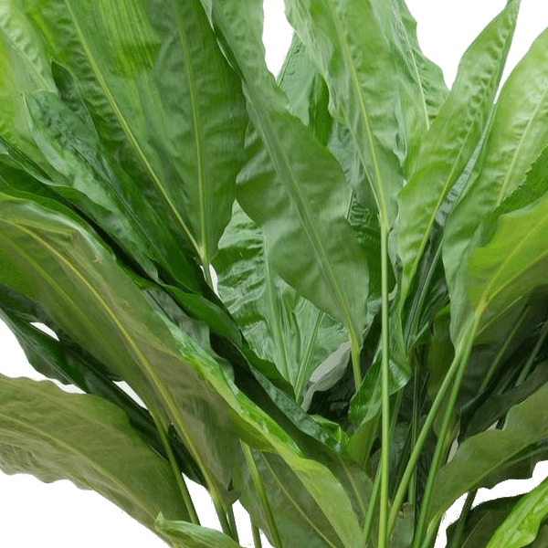 Cyclanthus Bipartitus 2 - LushLeaf | Online planten bestellen