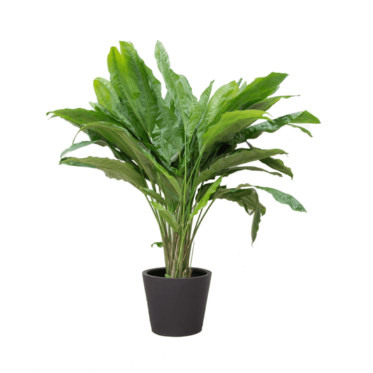 Cyclanthus Bipartitus 1 - LushLeaf | Online planten bestellen