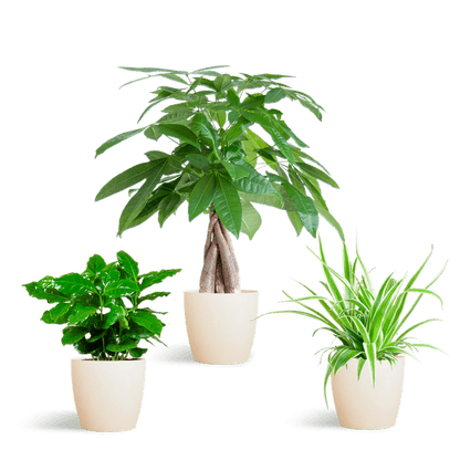 Diervriendelijke Plantenset | 3 stuks 6 - LushLeaf | Online planten bestellen