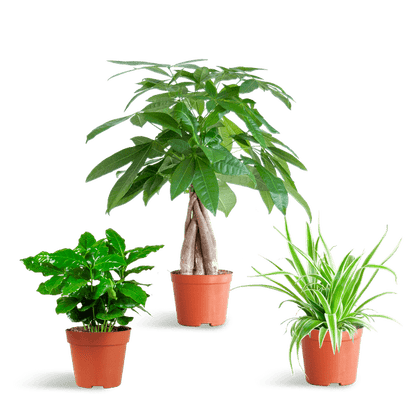 Diervriendelijke Plantenset | 3 stuks 1 - LushLeaf | Online planten bestellen