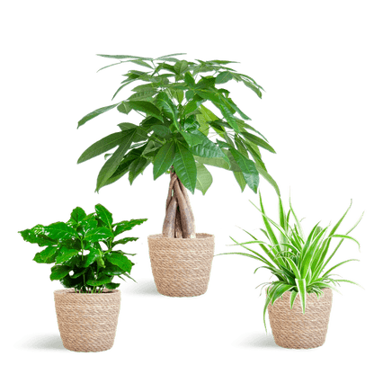 Diervriendelijke Plantenset | 3 stuks 5 - LushLeaf | Online planten bestellen