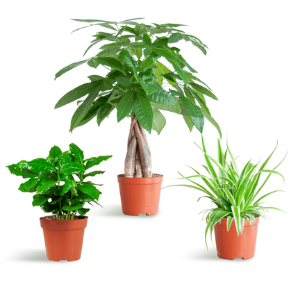 Diervriendelijke Plantenset | 3 stuks 1 - LushLeaf | Online planten bestellen
