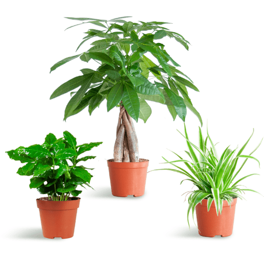 Diervriendelijke Plantenset | 3 stuks 1 - LushLeaf | Online planten bestellen