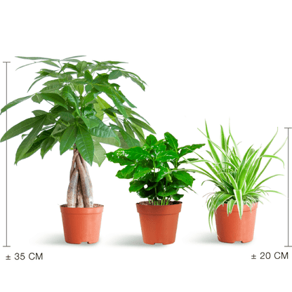 Diervriendelijke Plantenset | 3 stuks 4 - LushLeaf | Online planten bestellen