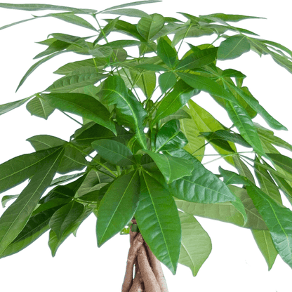 Diervriendelijke Plantenset | 3 stuks 2 - LushLeaf | Online planten bestellen