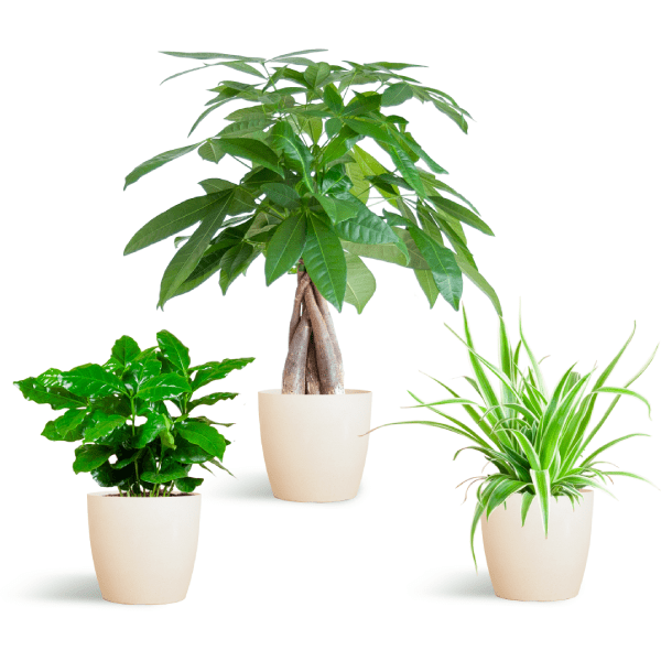 Diervriendelijke Plantenset | 3 stuks 6 - LushLeaf | Online planten bestellen