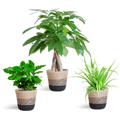 Diervriendelijke Plantenset | 3 stuks 7 - LushLeaf | Online planten bestellen