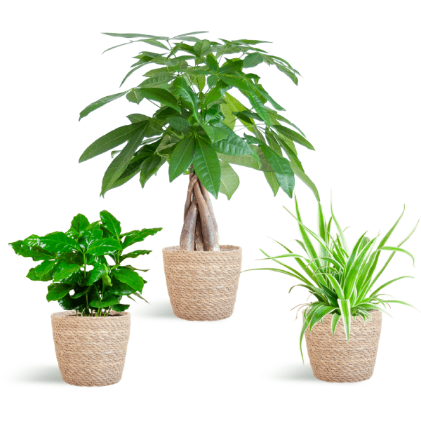 Diervriendelijke Plantenset | 3 stuks 5 - LushLeaf | Online planten bestellen