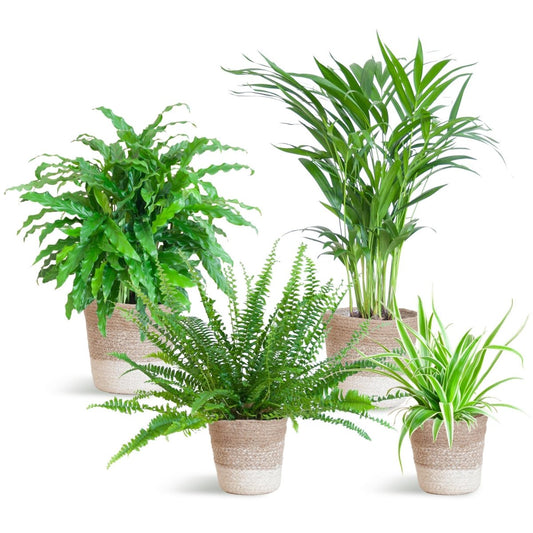 Diervriendelijke plantenset | 4 stuks 1 - LushLeaf | Online planten bestellen