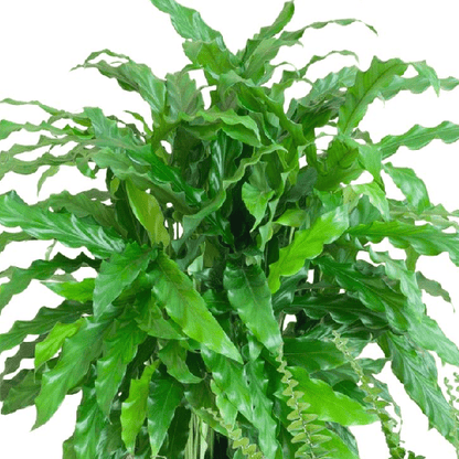 Diervriendelijke plantenset | 4 stuks 2 - LushLeaf | Online planten bestellen