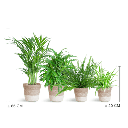 Diervriendelijke plantenset | 4 stuks 3 - LushLeaf | Online planten bestellen