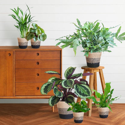 Diervriendelijke plantenset | 6 stuks 4 - LushLeaf | Online planten bestellen