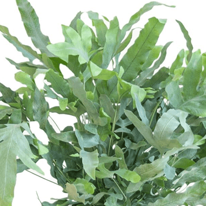 Diervriendelijke plantenset | 6 stuks 2 - LushLeaf | Online planten bestellen