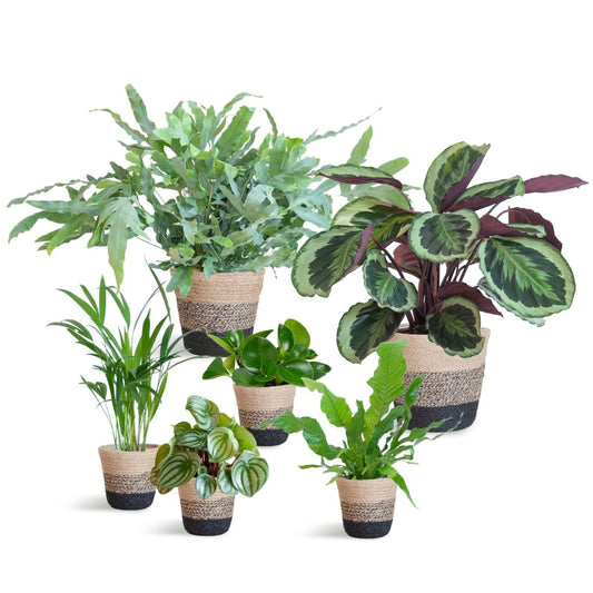 Diervriendelijke plantenset | 6 stuks 1 - LushLeaf | Online planten bestellen