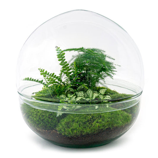 Dome | DIY terrarium 1 - LushLeaf | Online planten bestellen