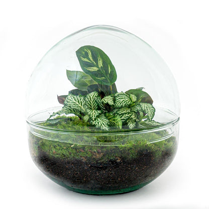 Dome | DIY terrarium 1 - LushLeaf | Online planten bestellen