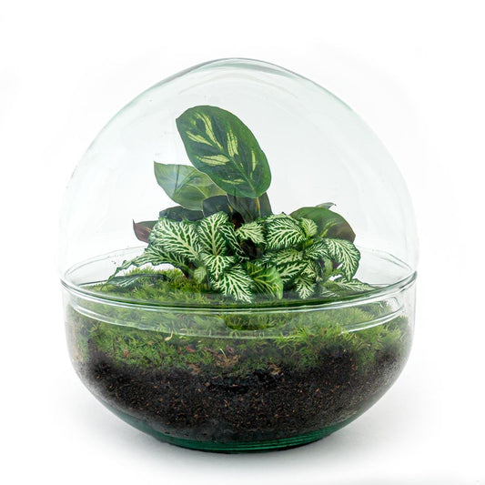Dome | DIY terrarium 1 - LushLeaf | Online planten bestellen